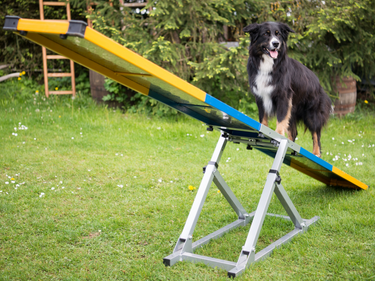 Professional Dog Rocker